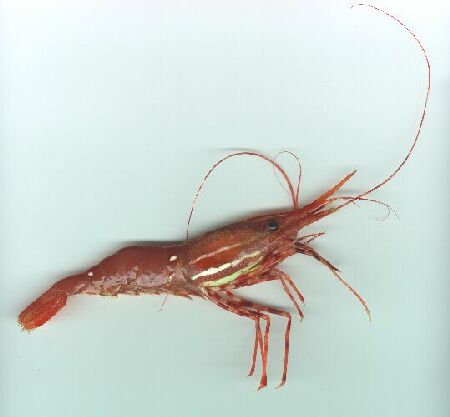 spot shrimp